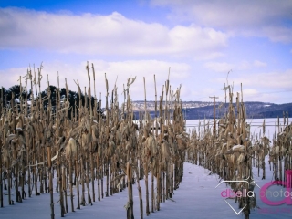 corn stalk