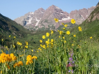 mountains and sunflowers