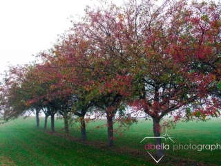 cranberry trees