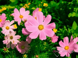 colorado wildflower