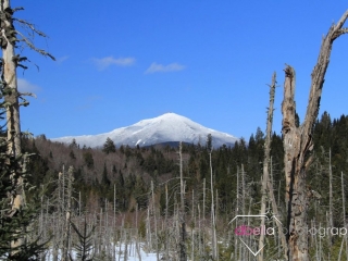 whiteface